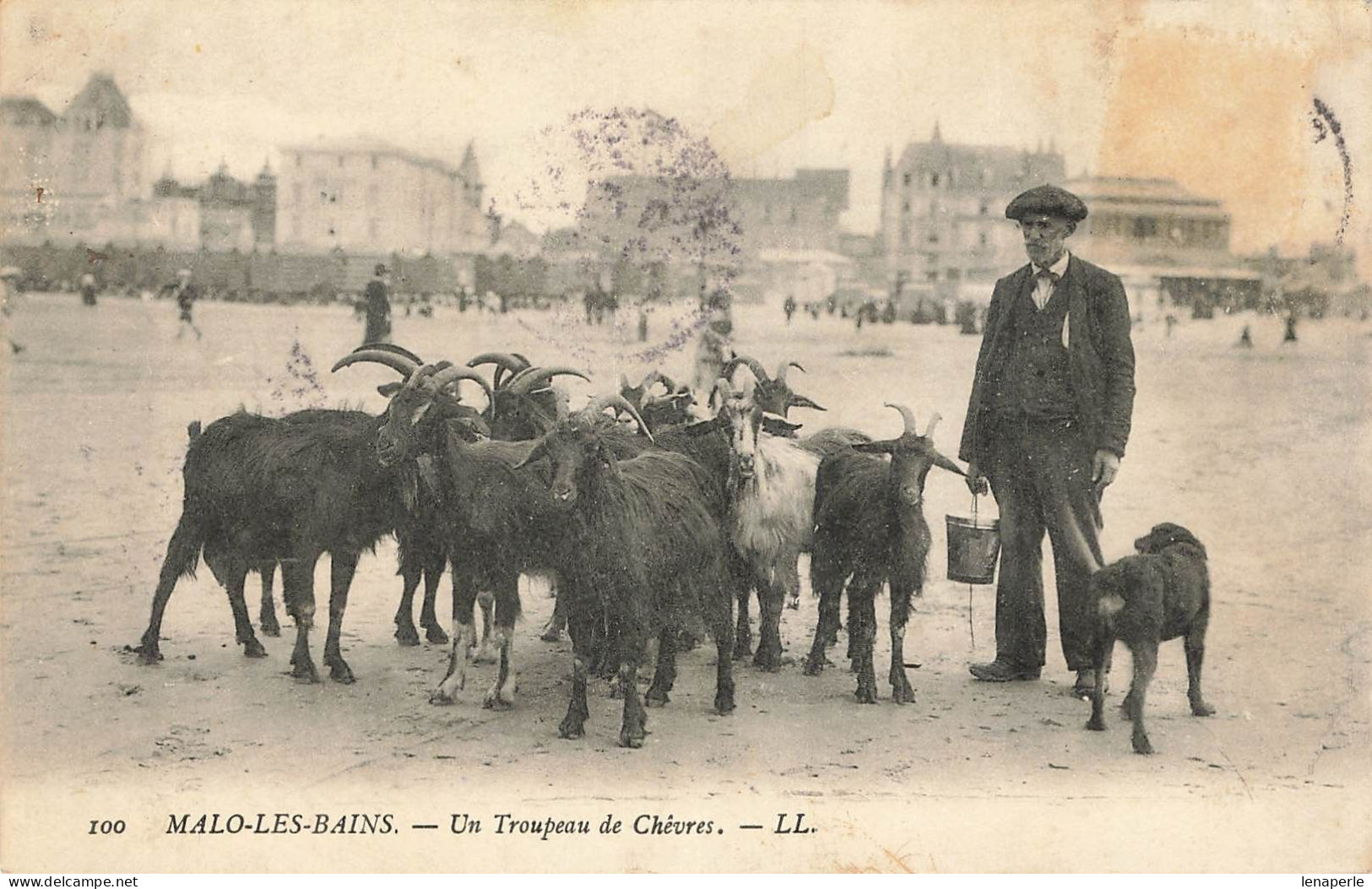 D7849 Malo Les Bains Un Troupeau De Chévres - Malo Les Bains