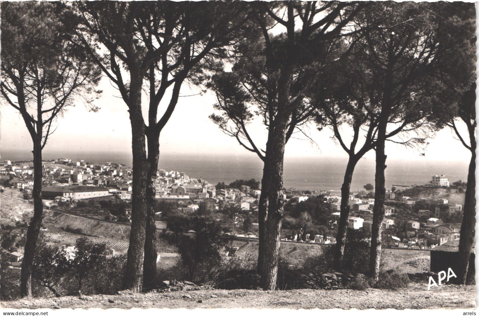 FR66 BANYULS SUR MER - APA 412 - Vue Générale à Travers Les Pins - Belle - Banyuls Sur Mer