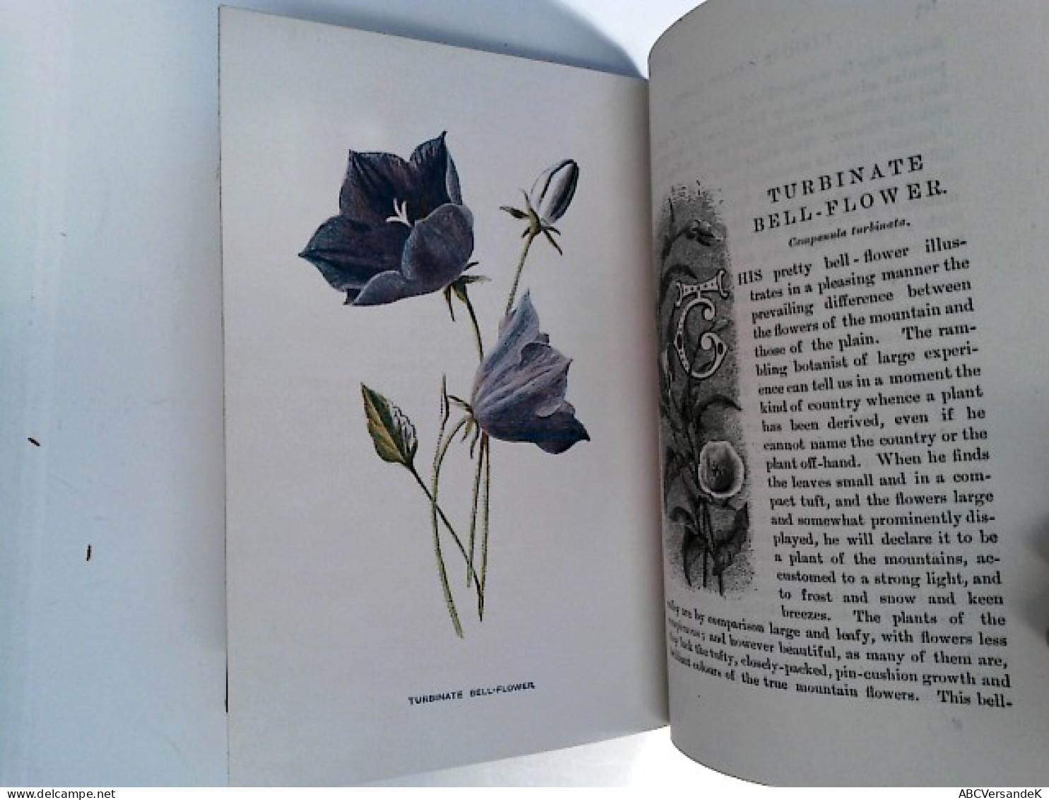 Konolut: Familiar Garden Flowers. Band 1 - 5, Also Volume 1 + Series 2 - 5 - Nature