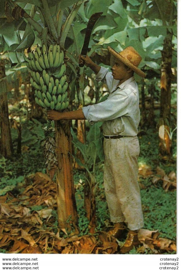 MARTINIQUE Arbre Le Bananier Et Son Régime N°53 Homme Avec Machette éditions Félix Rose Rosette Fort De France - Sonstige & Ohne Zuordnung