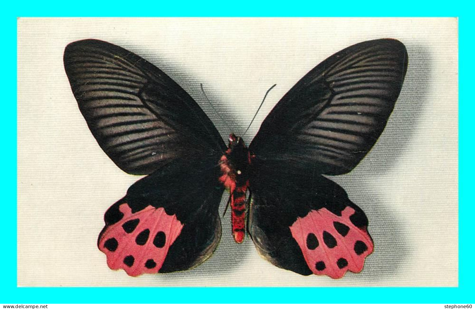 A806 / 493 PAPILLONS PAPILIO HORISHANUS Comité National De L'Enfance - Schmetterlinge