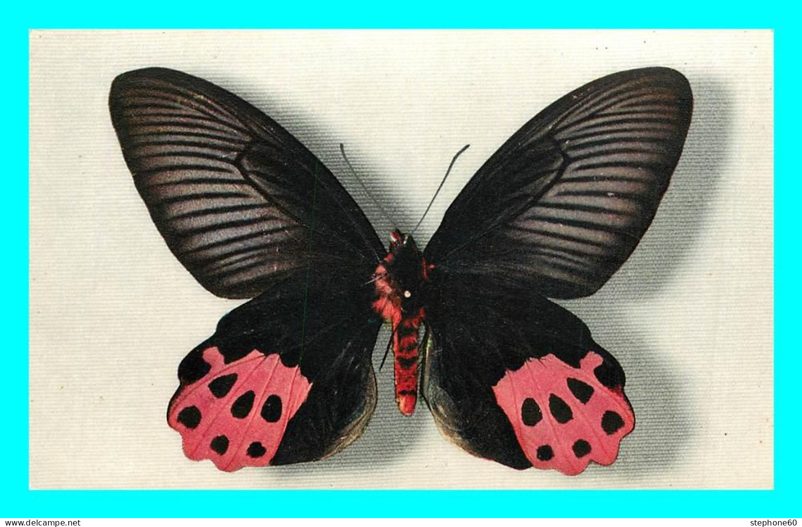 A806 / 489 PAPILLONS PAPILIO HORISHANUS Comité National De L'Enfance - Farfalle