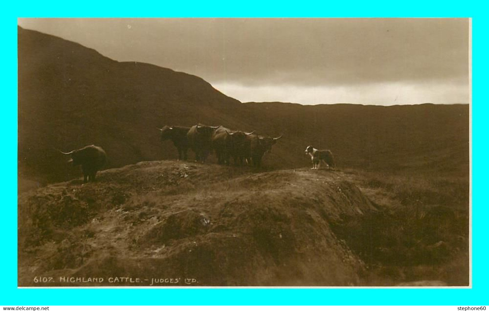 A822 / 241  Highland Cattle - Judges - Argyllshire