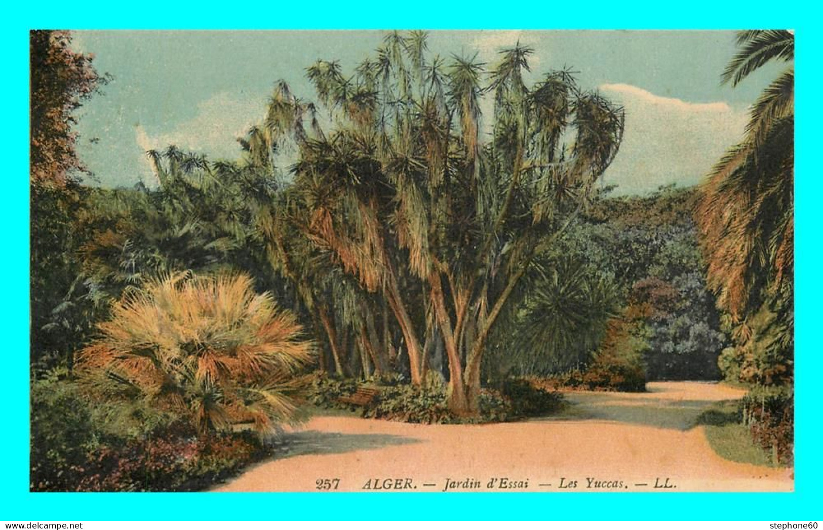 A822 / 441 Algérie ALGER Jardin D'Essai Les Yuccas - Algiers