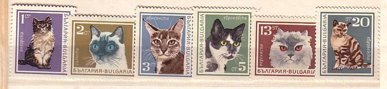 1967 Fauna  CATS   6v.-MNH  BULGARIA / Bulgarie - Ongebruikt