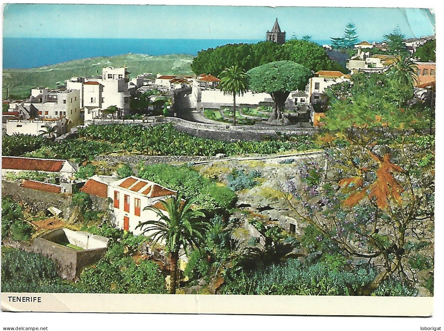 LA CIUDAD DE ICOD DE LOS VINOS CON SU DRAGO, ARBOL QUE TIENE 3000 AÑOS.- ICOD DE LOS VINOS / TENERIFE ( ISLAS CANARIAS ) - Tenerife