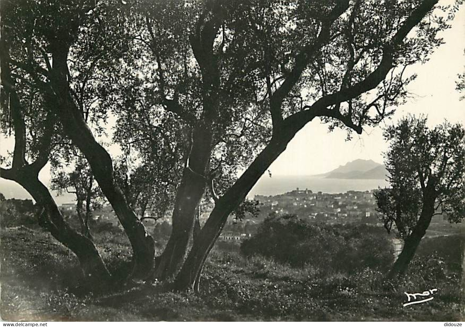 06 - Le Cannet - Vue De Cannes Et Le Golf De La Napoule - Mention Photographie Véritable - Carte Dentelée - CPSM Grand F - Le Cannet