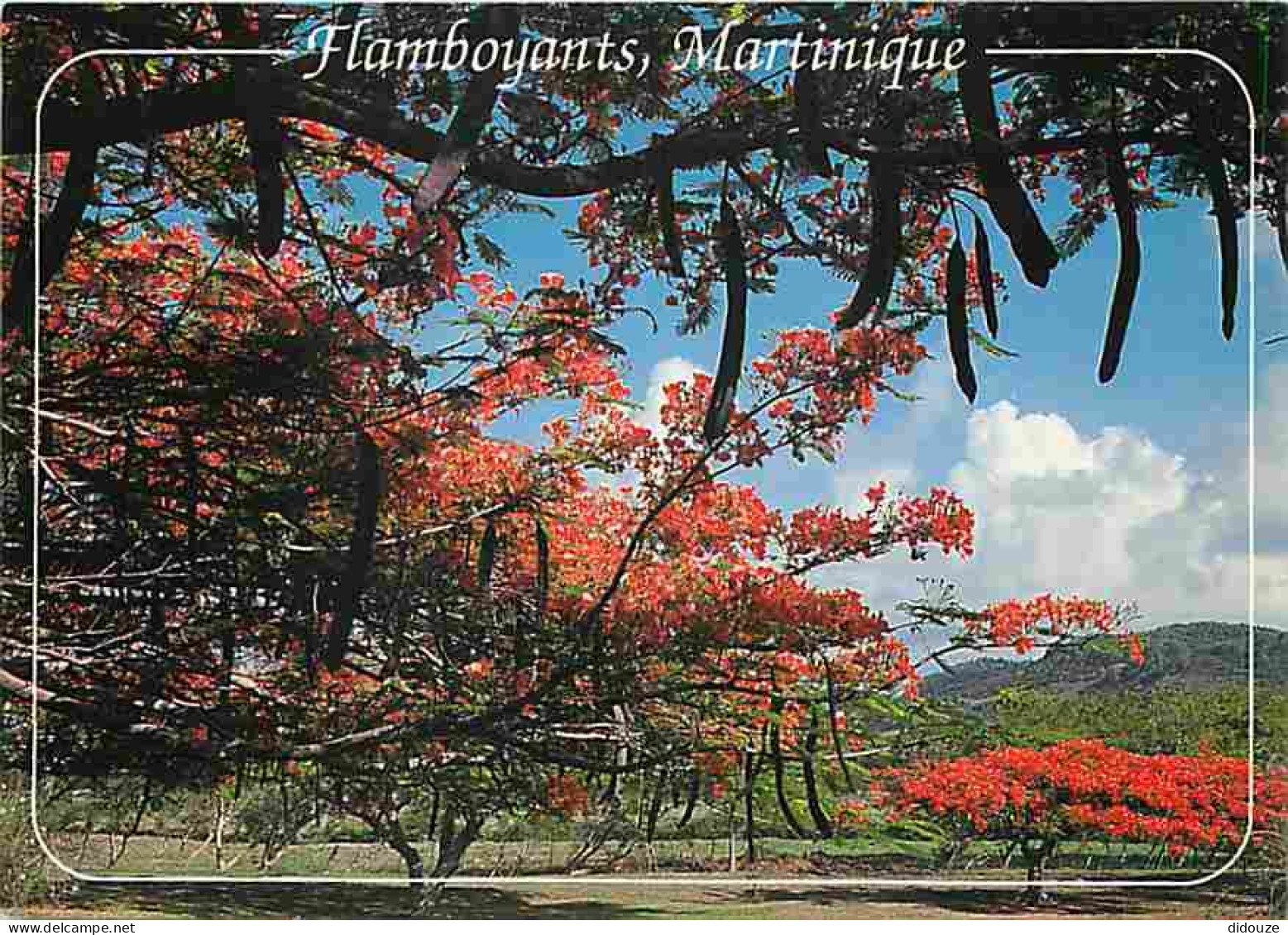 Martinique - Le Vauclin - Flamboyants Sur La Route Du Vauclin - CPM - Voir Scans Recto-Verso - Andere & Zonder Classificatie