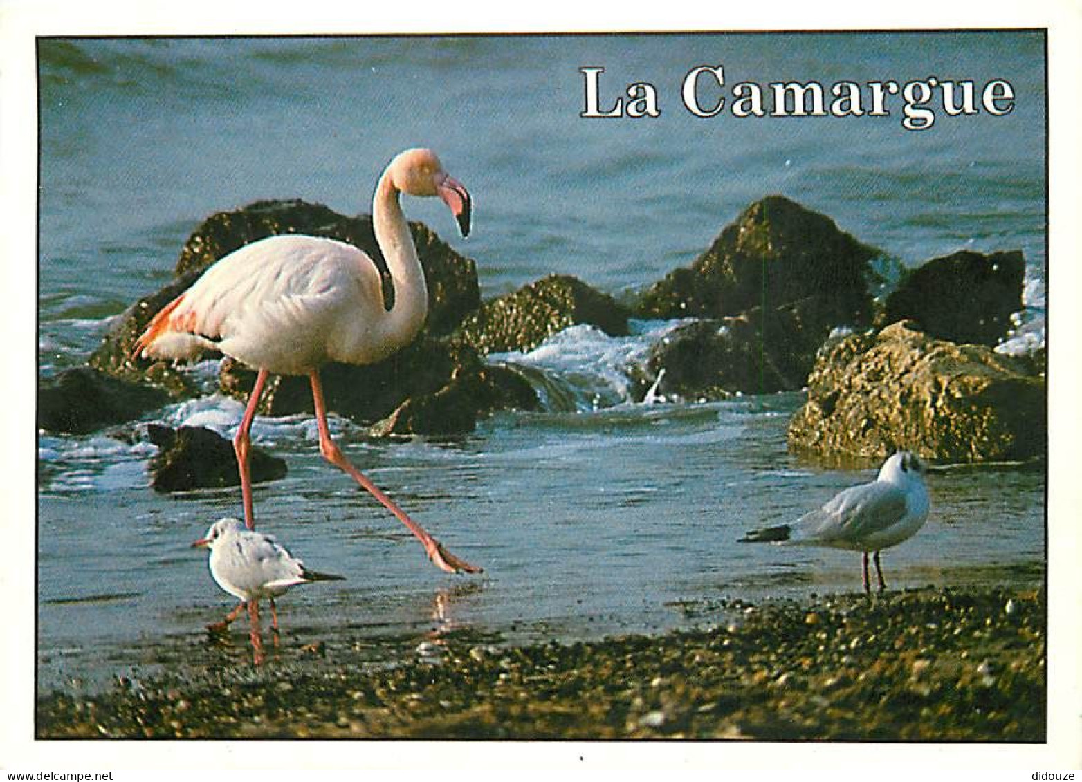 Oiseaux - Flamants Roses - Camargue - Flamingos - CPM - Voir Scans Recto-Verso - Oiseaux