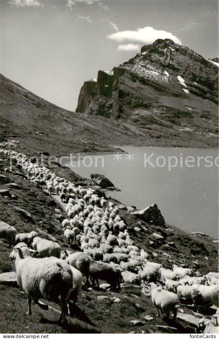 13816128 Daubensee Gemmipass VS Schafherde Daubenhorn  - Andere & Zonder Classificatie