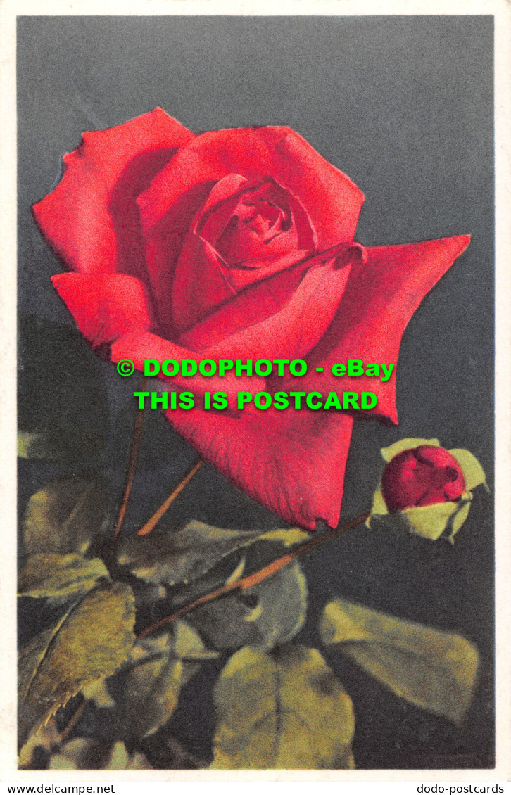 R498670 Rose. Stehli. No. 654 - World