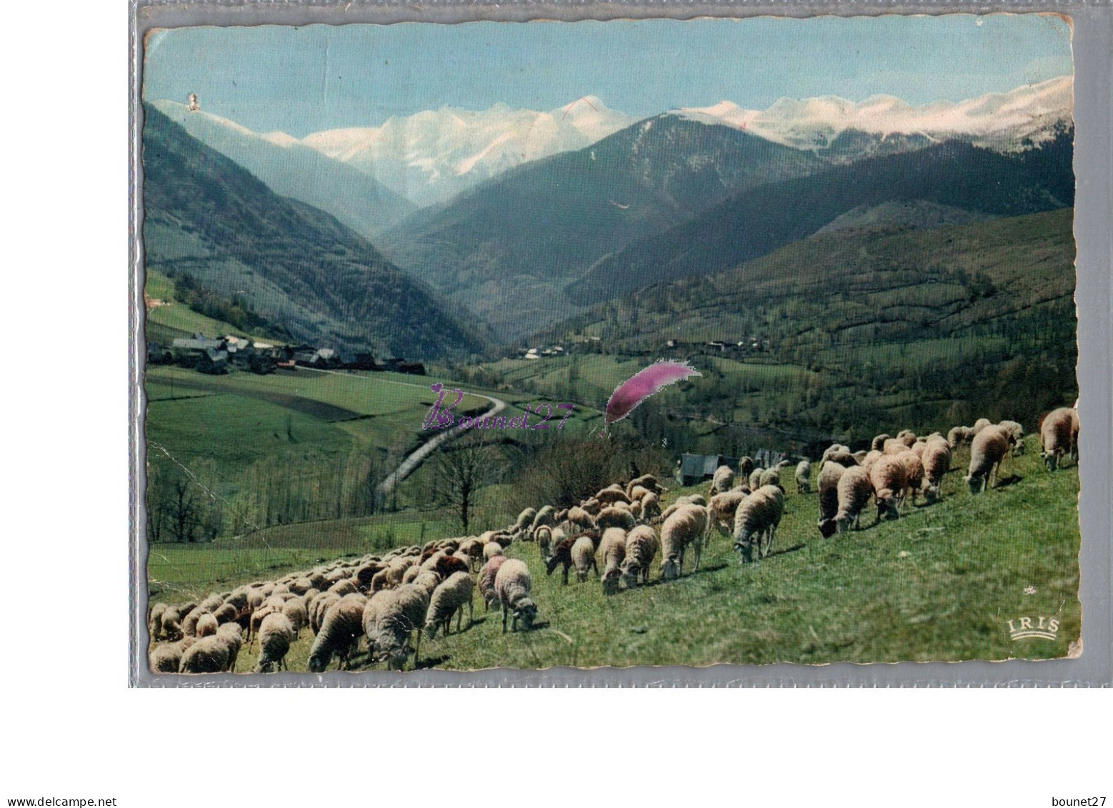 PYRENEES - La Vallée D'Oueil Aux Environs De LUCHON Troupeau De Mouton 1962 - Luchon