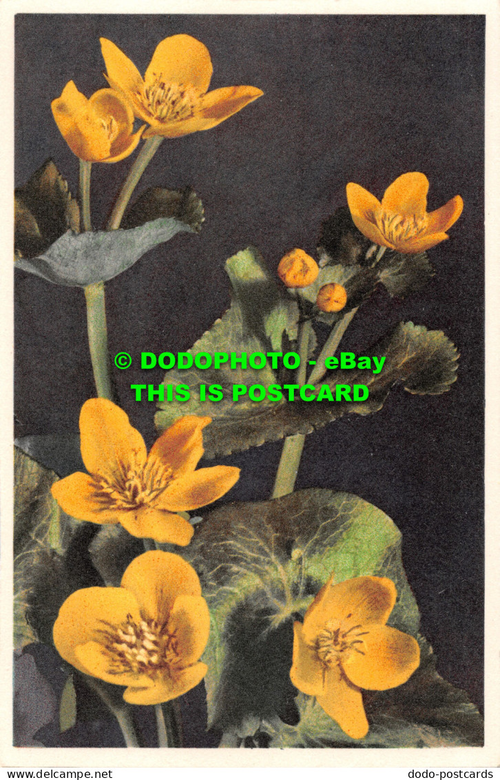 R498691 Marsh Marigold. Stehli. No. 754 - World