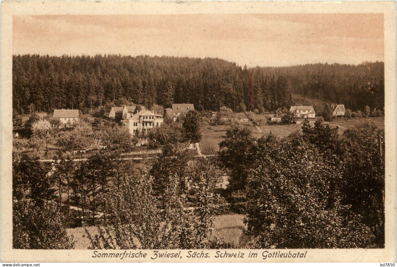 Zwiesel Im Gottleubatal - Bad Gottleuba-Berggiesshübel