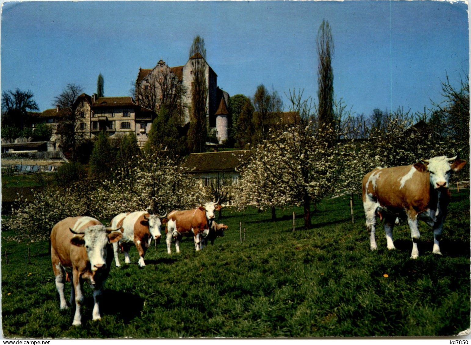 Schloss Wildegg - Sonstige & Ohne Zuordnung