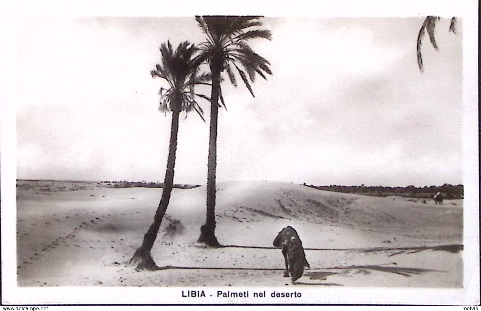 1933-LIBIA Palmeti Nel Deserto Ed Scialom Haggiag, Viaggiata Tripoli (21.3) - Libië