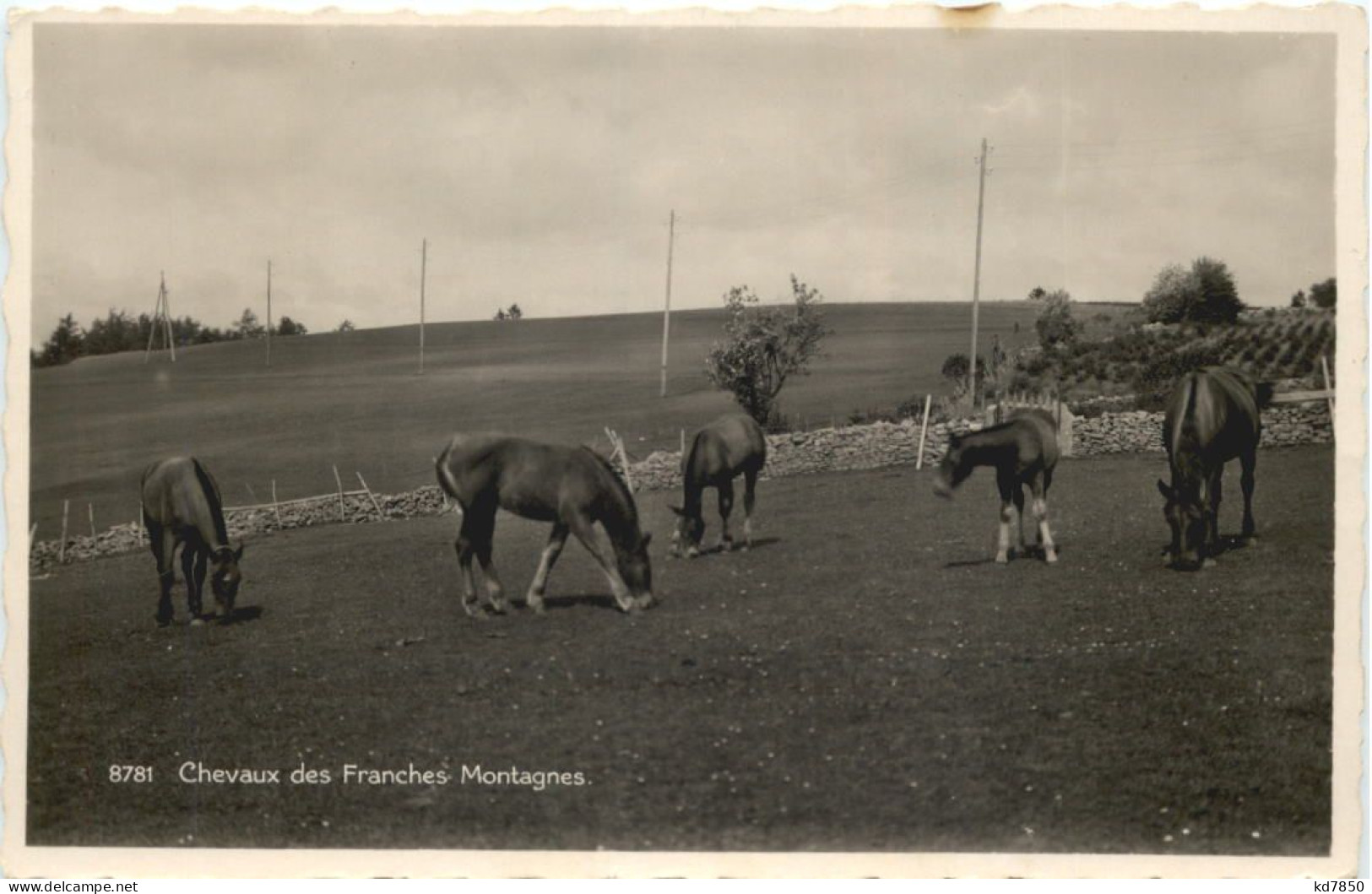 Chevaux Des Franches Montagnes - Autres & Non Classés