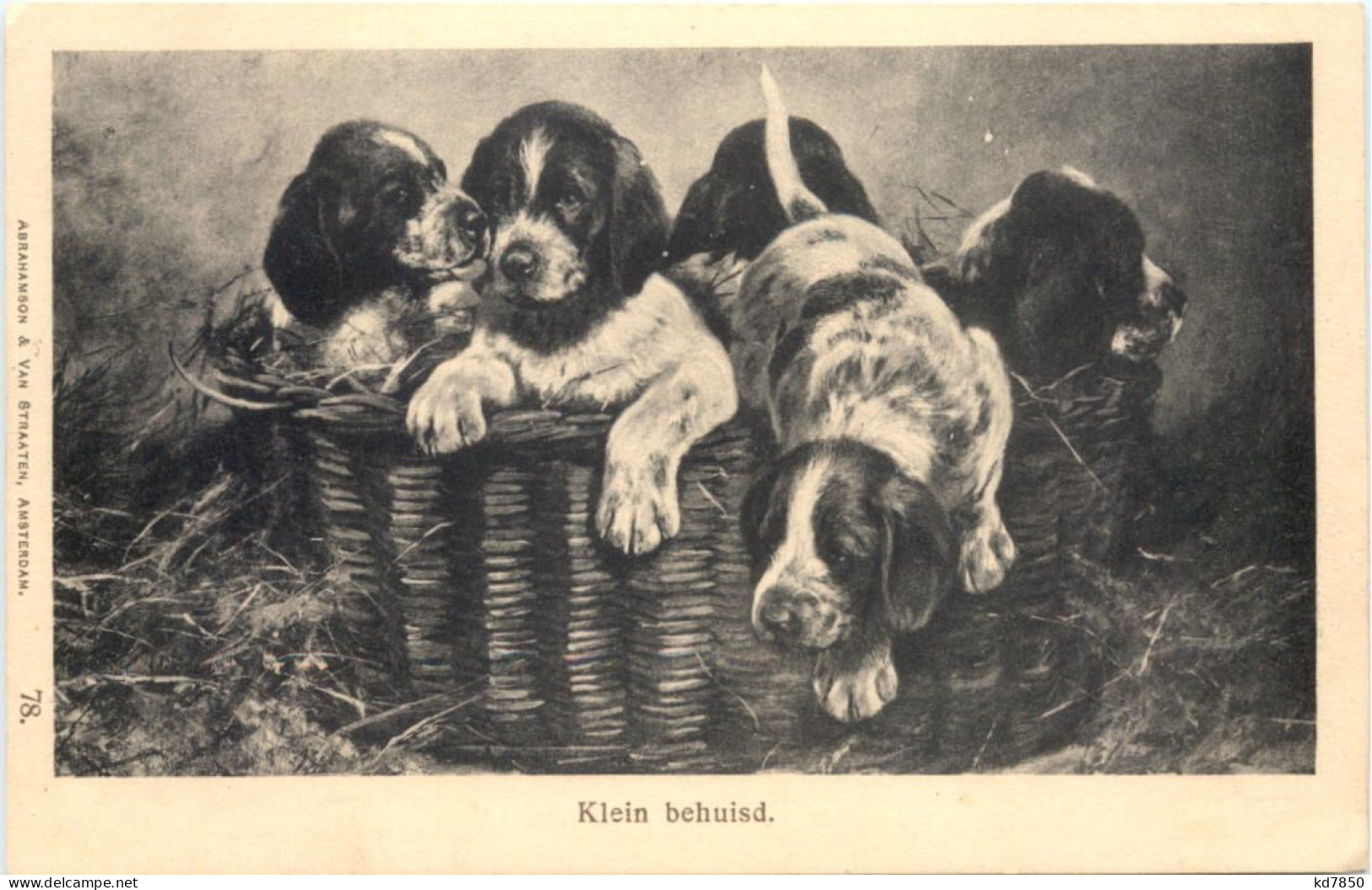 Hunde - Klein Behuisd - Chiens