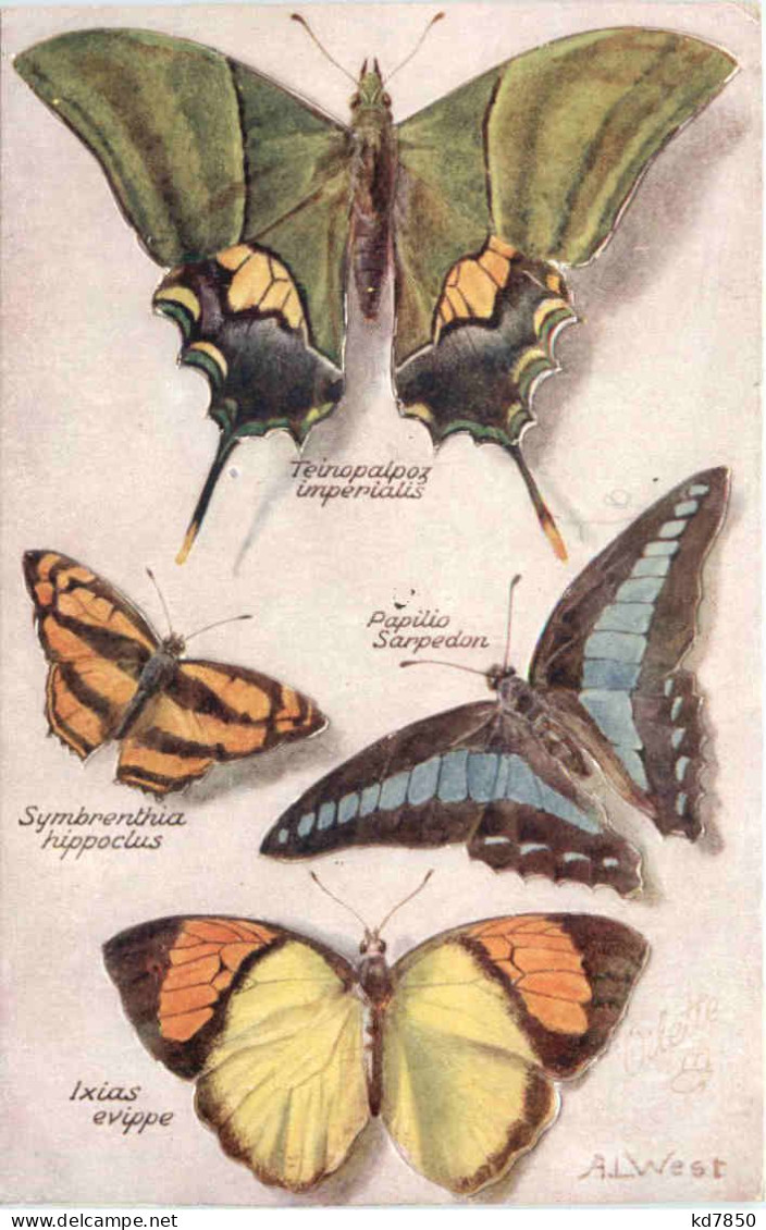 Schmetterling - Insekten