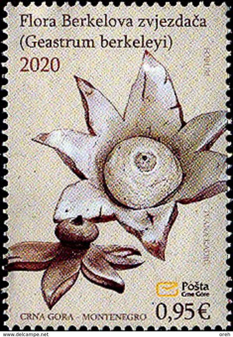 MONTENEGRO 2020,FLORA,GEASTRUM BERKELEYI,,,,MNH - Montenegro