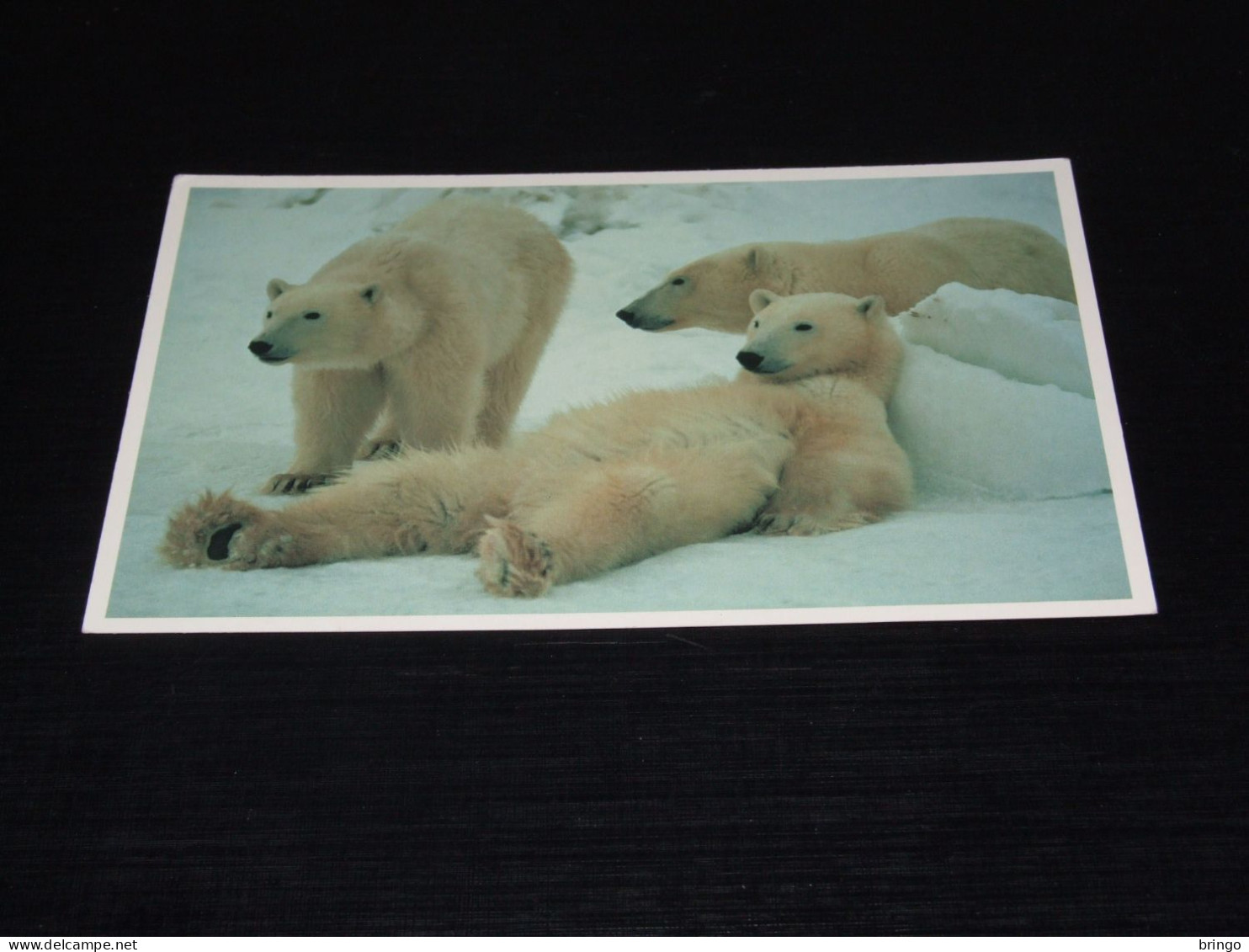 75102- CA.  10  X 15 CM. - BEREN / BEARS / BÄREN / OURS / ORSI - Beren