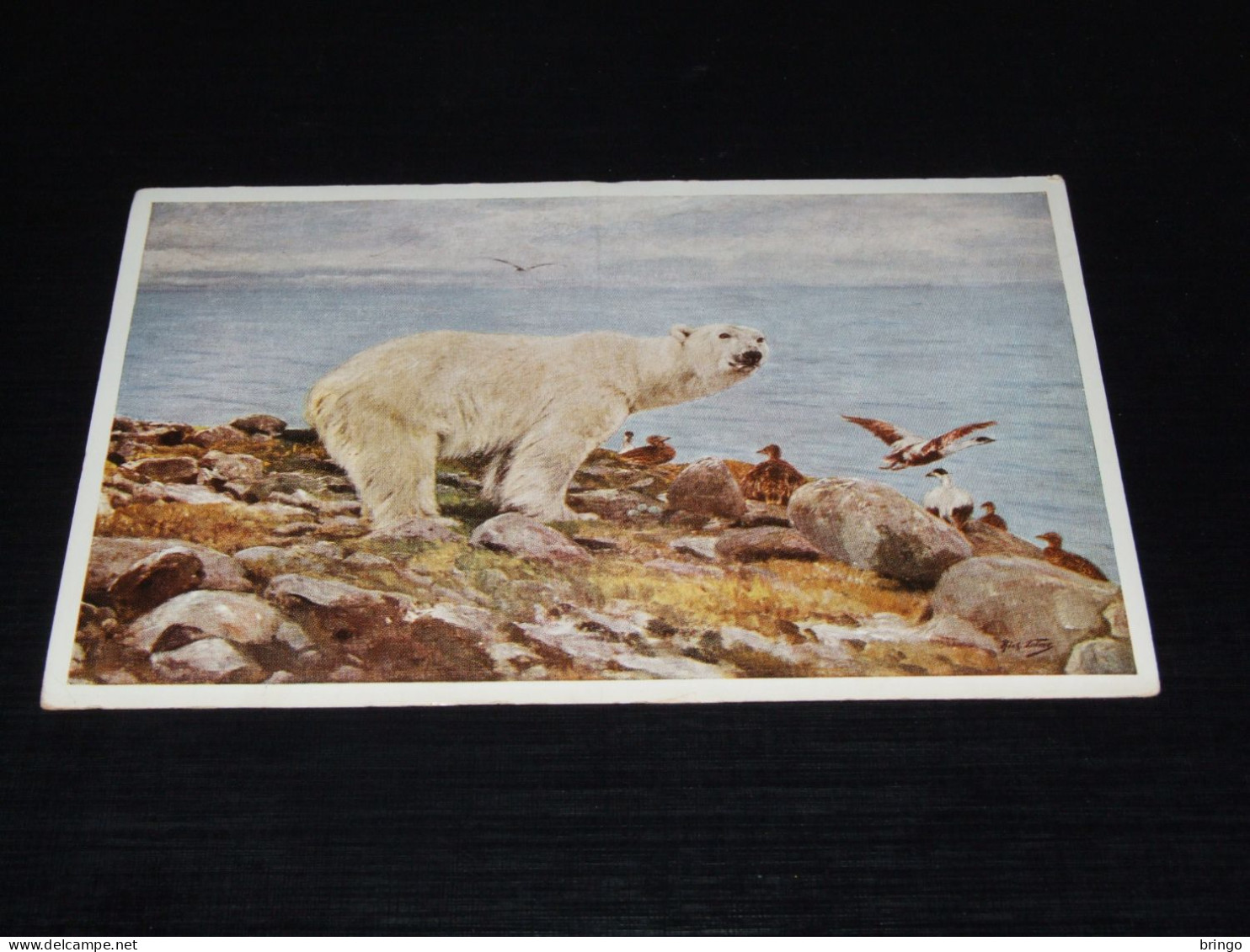 75103- CA.  10,5  X 15 CM. - BEREN / BEARS / BÄREN / OURS / ORSI - Bears