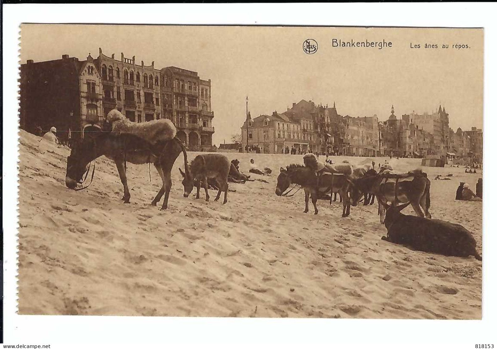 Blankenberge  Blankenberghe  Les ânes Au Repos - Blankenberge