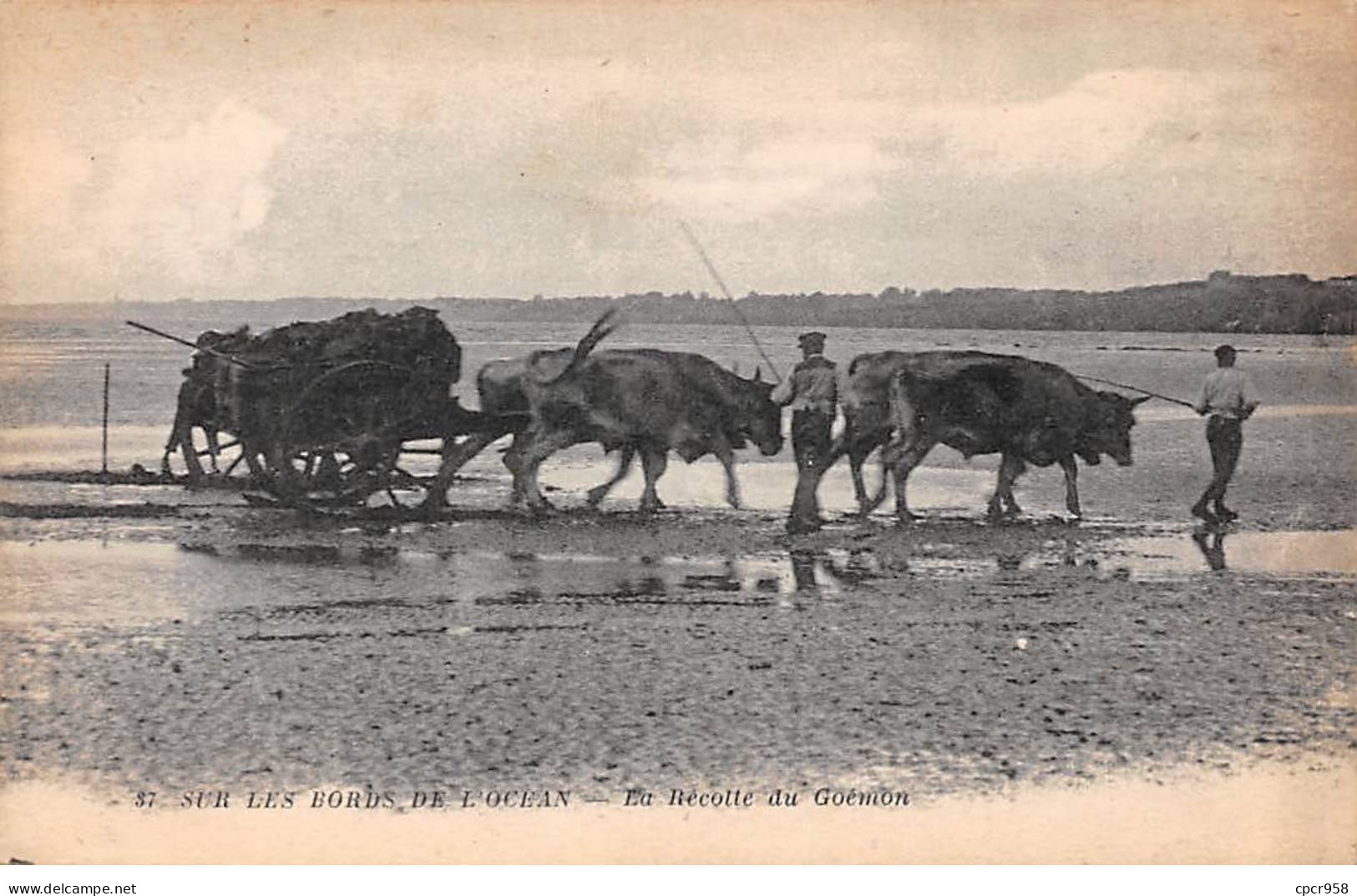 Agriculture.SAN58887.Sur Les Bords De L'océan.La Récolte Du Goémon - Elevage