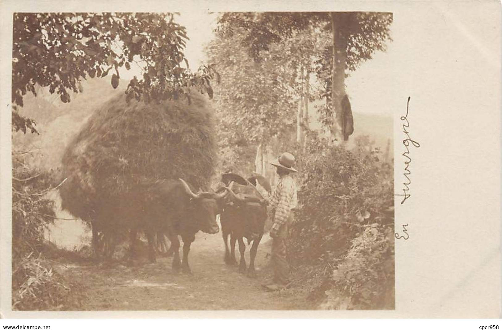 Agriculture - N°85723 - Attelages Avec Du Foin - En Auvergne - Carte Photo - Wagengespanne