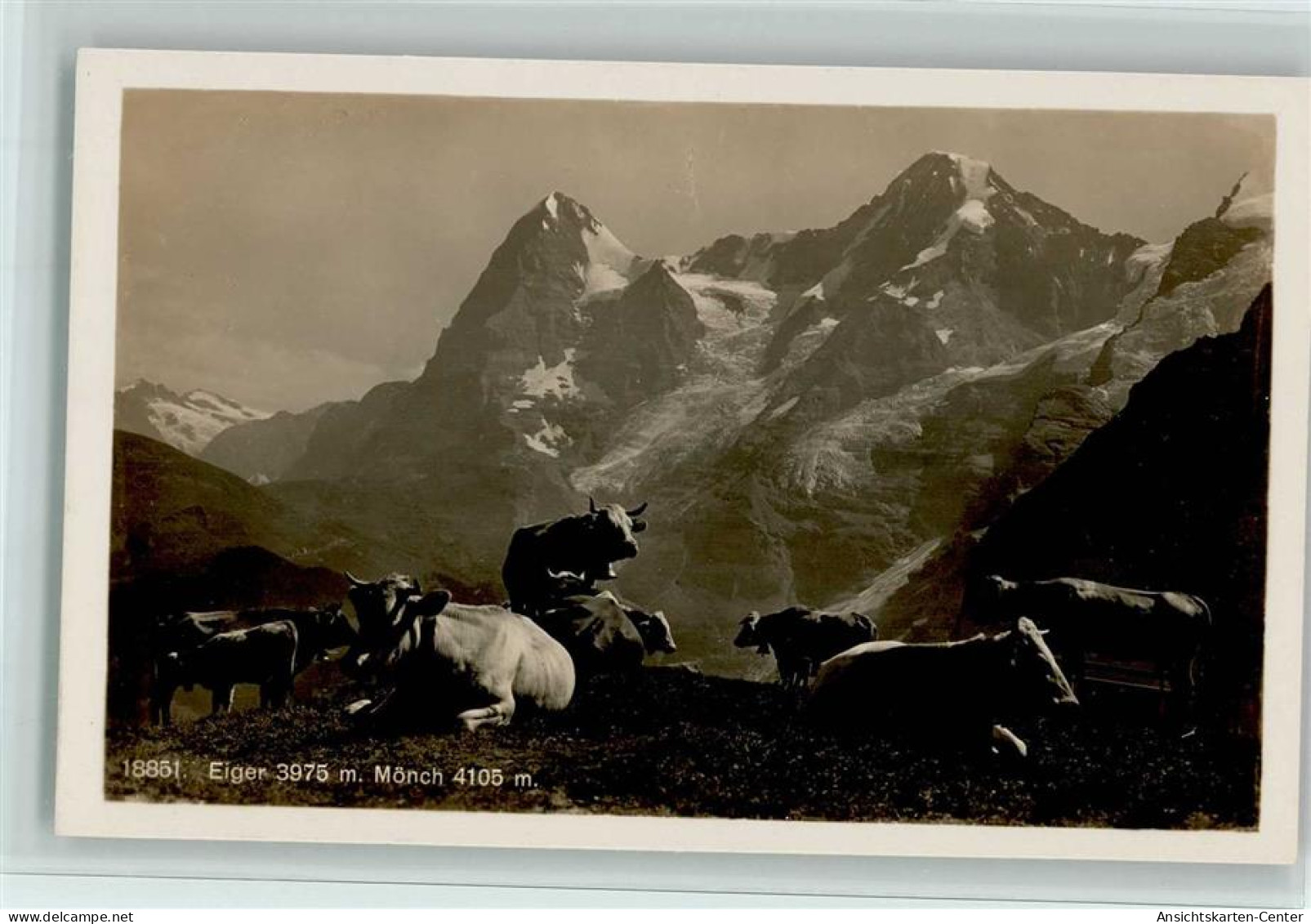 10545505 - Rinder / Kuehe Berge Eiger Und Moench, Rinder - Stieren