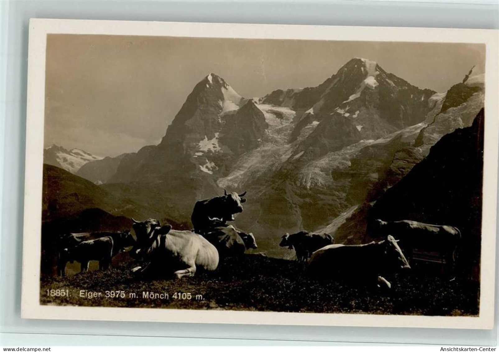 10545505 - Rinder / Kuehe Berge Eiger Und Moench, Rinder - Bull