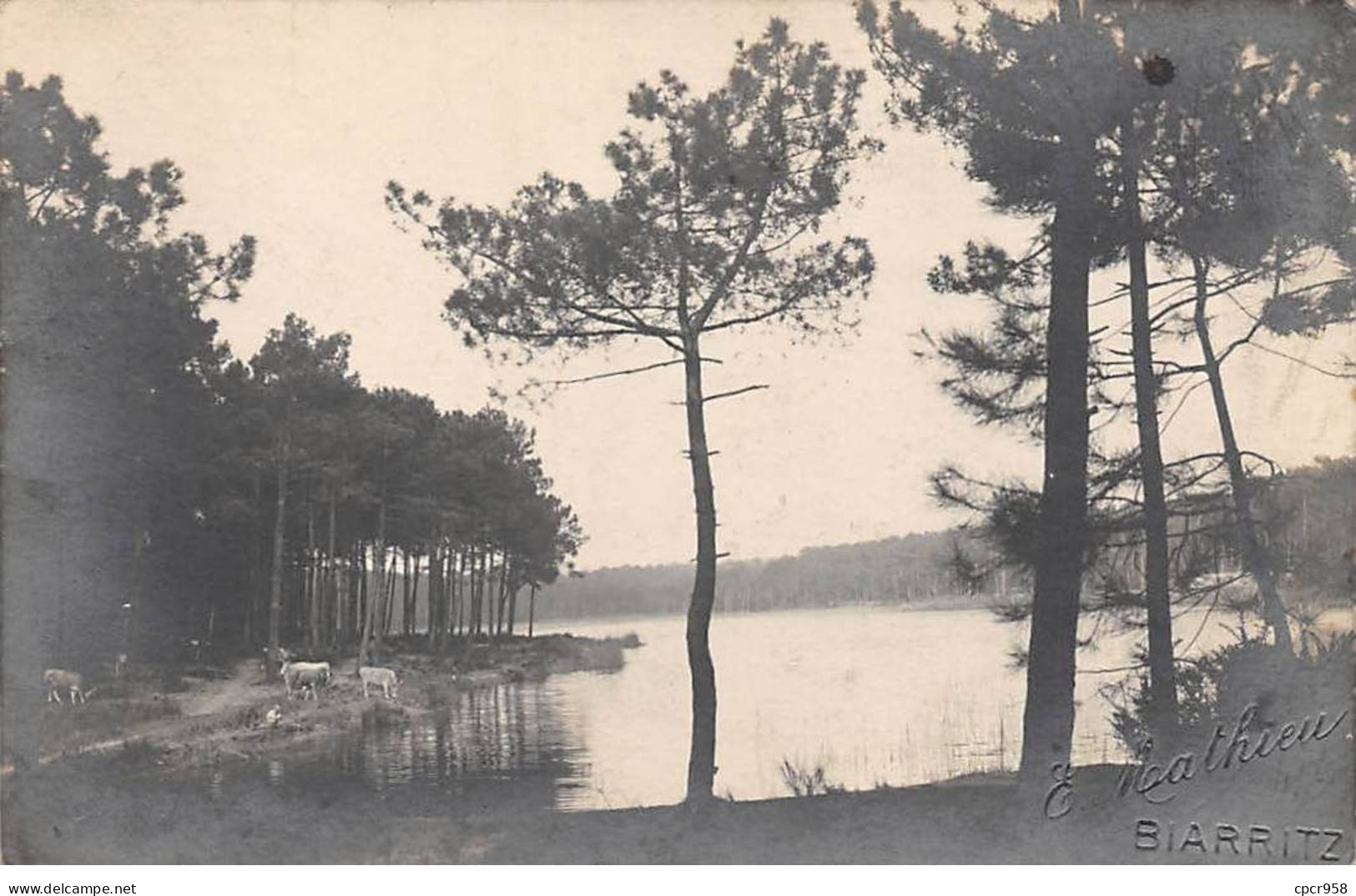 64 - N°85870 - BIARRITZ - Animaux Buvant Près D'un étang - E. Mathieu - Carte Photo - Biarritz