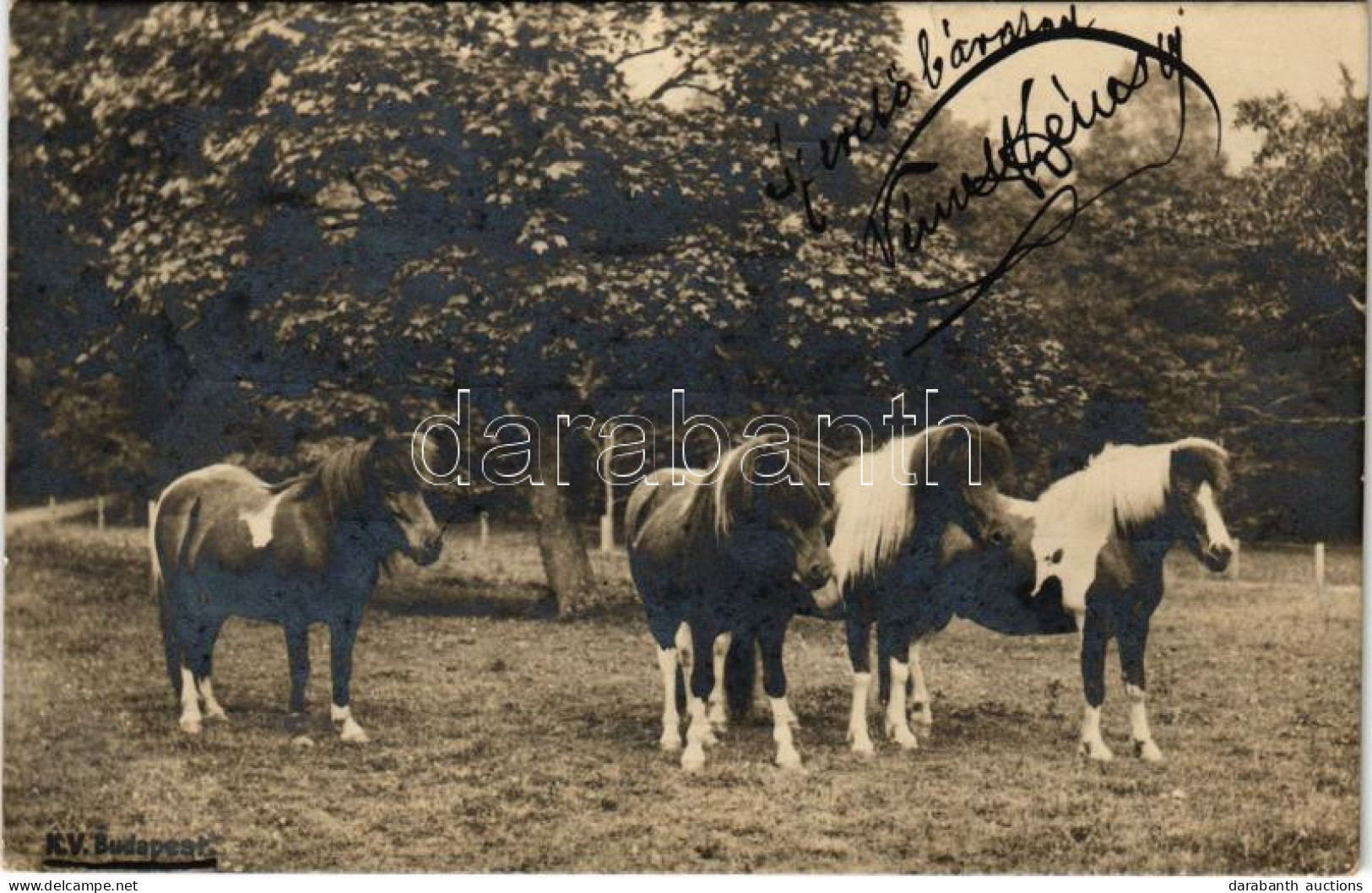 T3 1901 Shetland-i Pónilovak. K.V. Budapest / Shetland Pony Horses. Photo (EB) - Unclassified