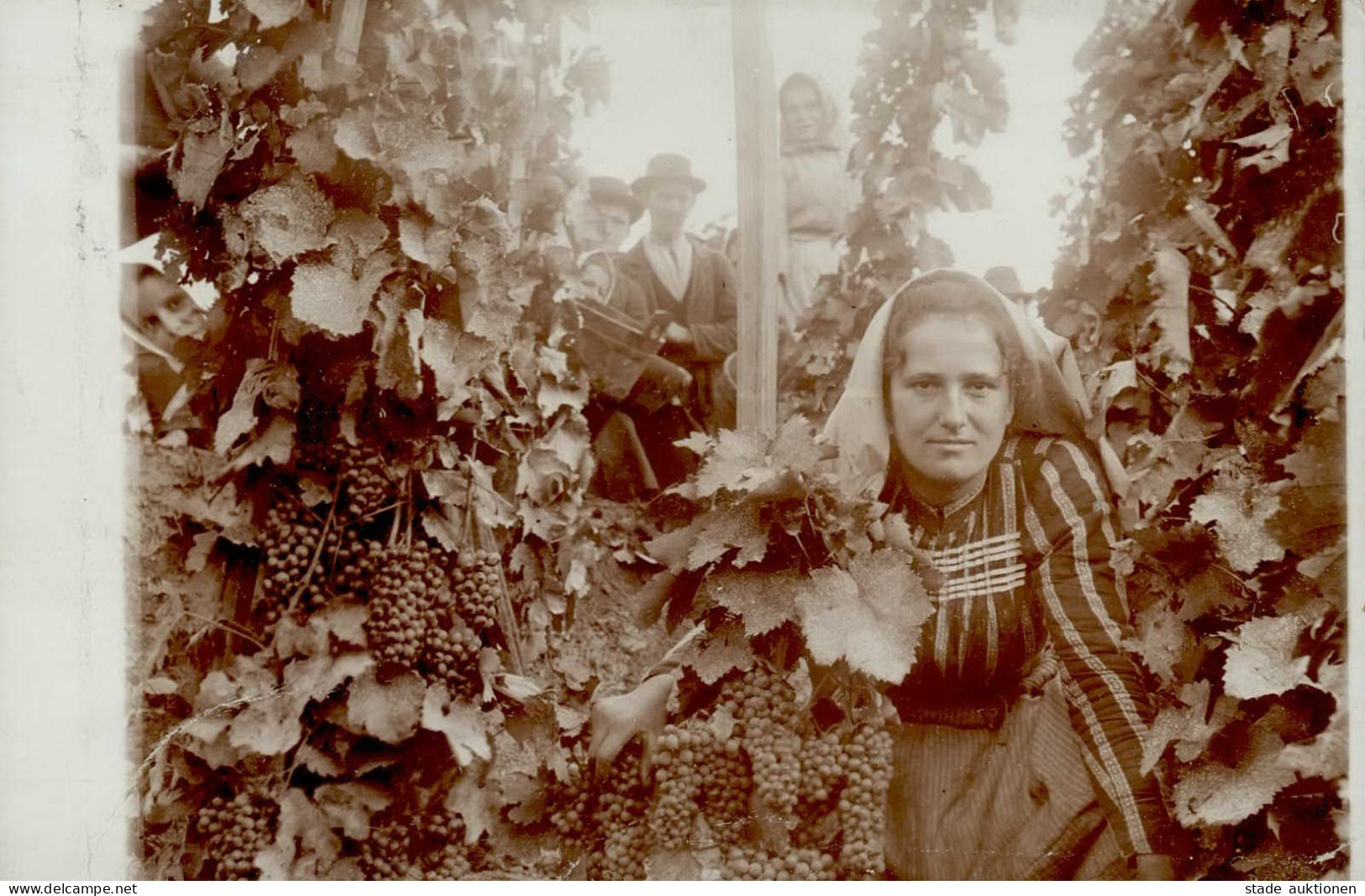 Wein Bauern Bei Der Weinlese I-II Vigne - Sonstige & Ohne Zuordnung