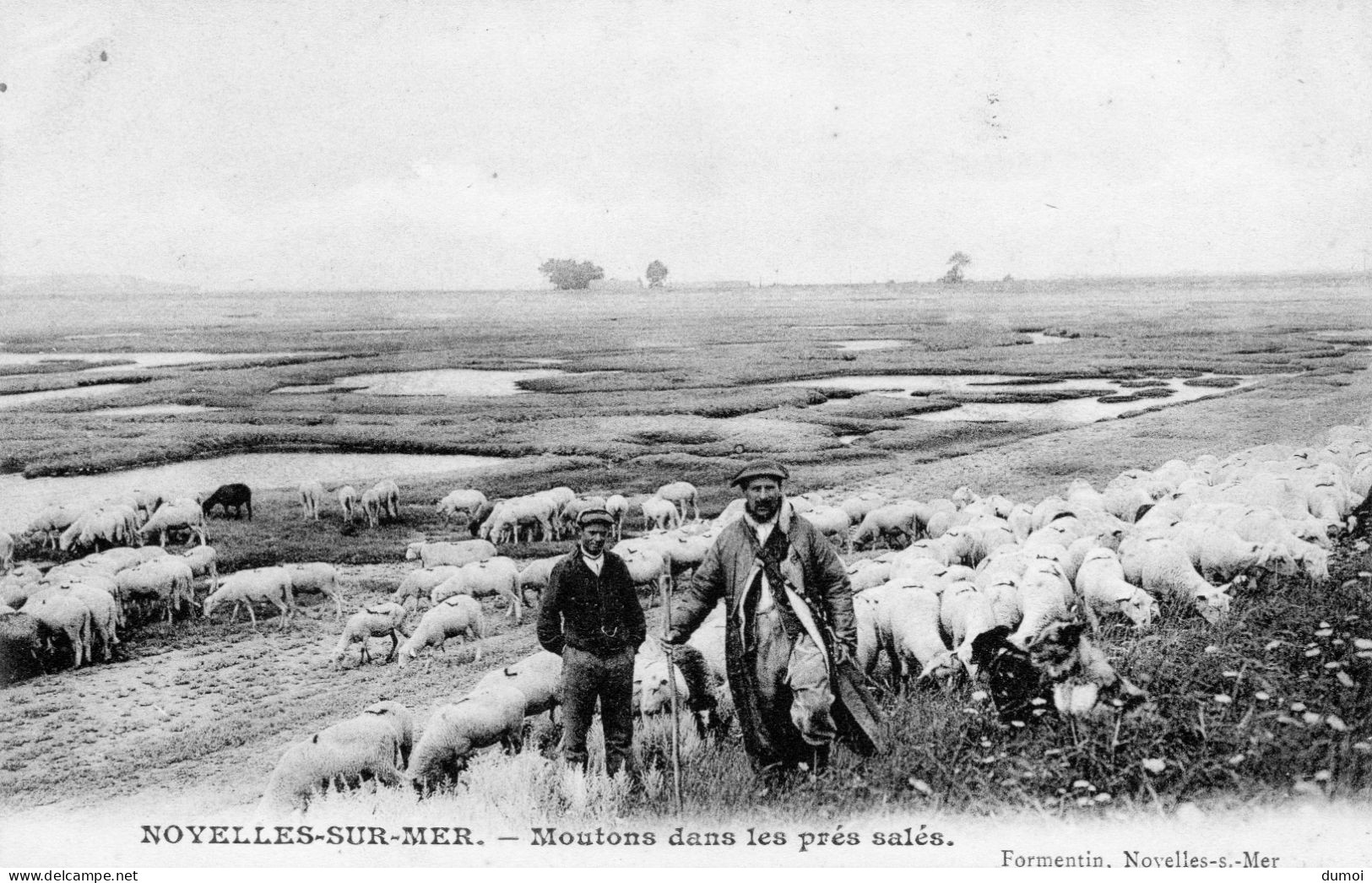 NOYELLES Sur MER  -  Moutons Dans Les Prés Salés - Noyelles-sur-Mer