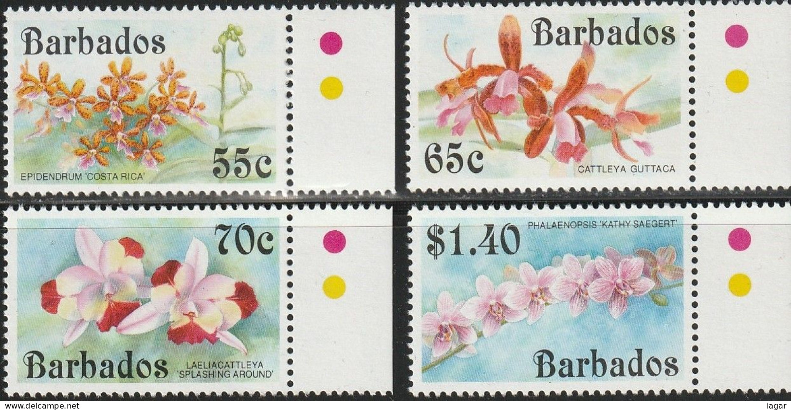 THEMATIC FLORA: ORCHIDS.  EPIDENDRUM 'COSTARICA', CATTLEYA GUTTACA, SPLASHING AROUND, KATHY SAEGERT    -    BARBADOS - Orchidee