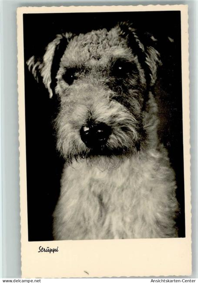 12085605 - Foxterrier Struppi Foto  Ca 1938 AK - Perros