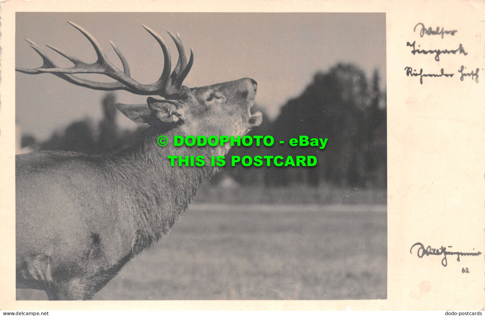 R504657 Deer. Will Jungmeier. Postcard - World