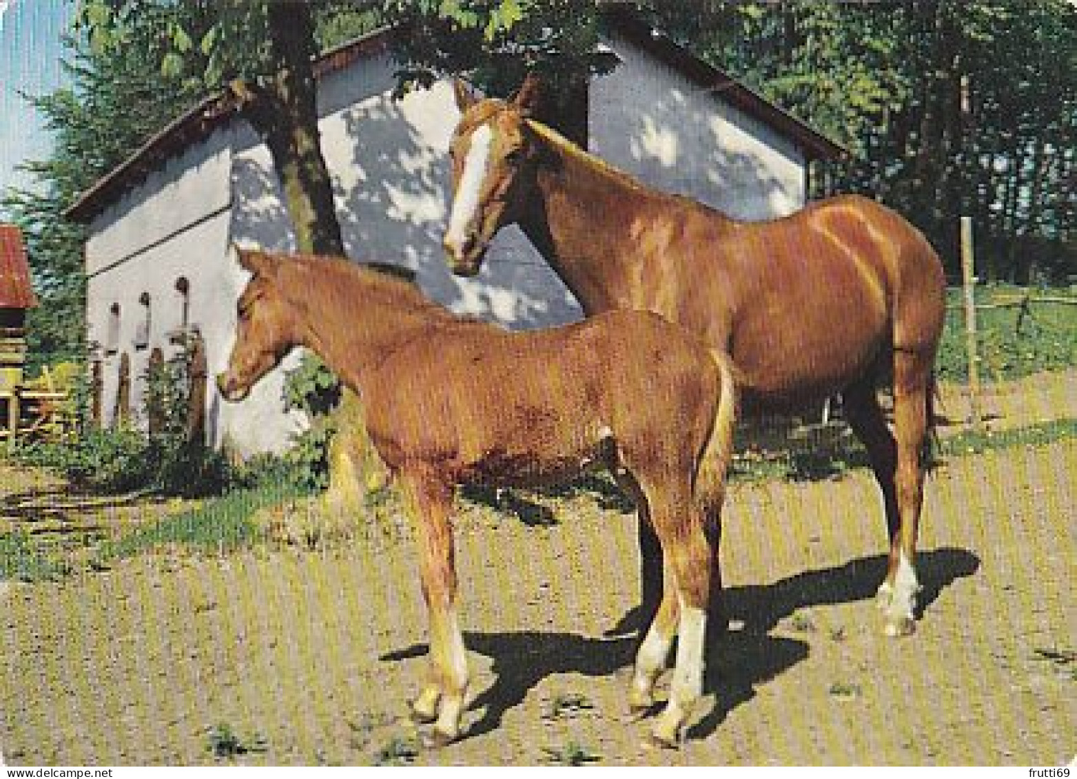 AK 214904 HORSE / PFERD ... - Pferde