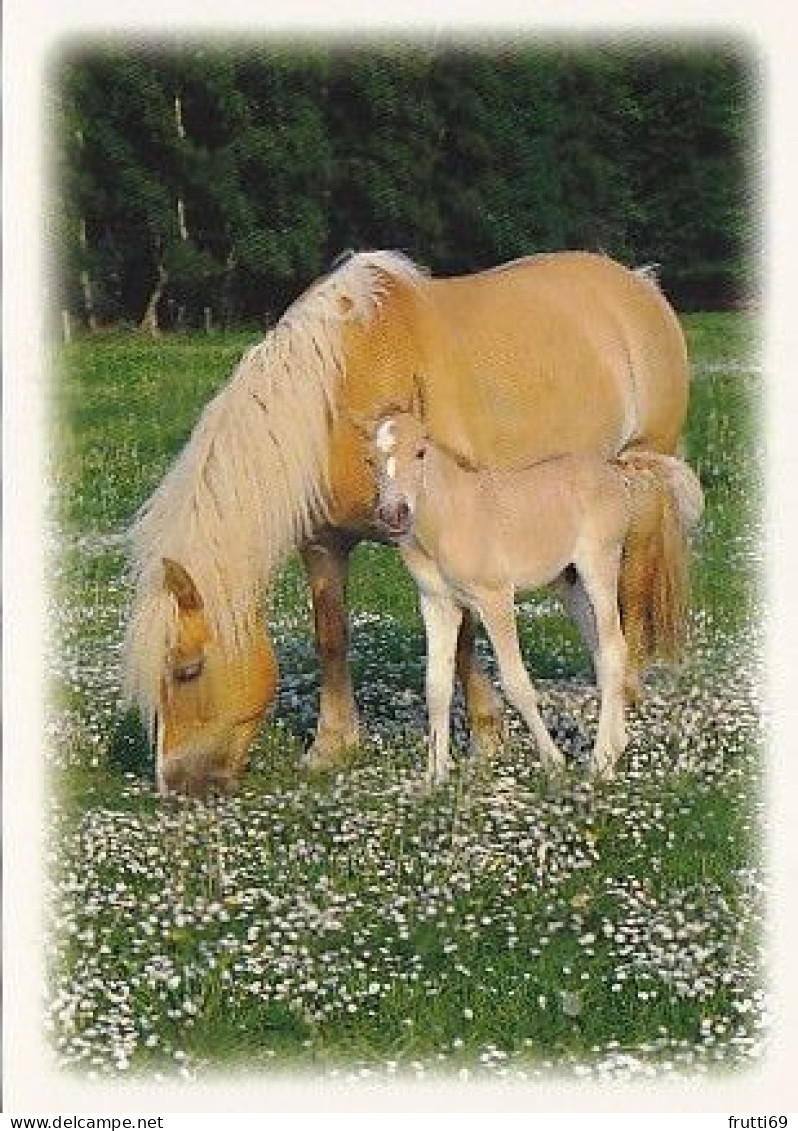 AK 214907 HORSE / PFERD ... - Haflinger - Horses