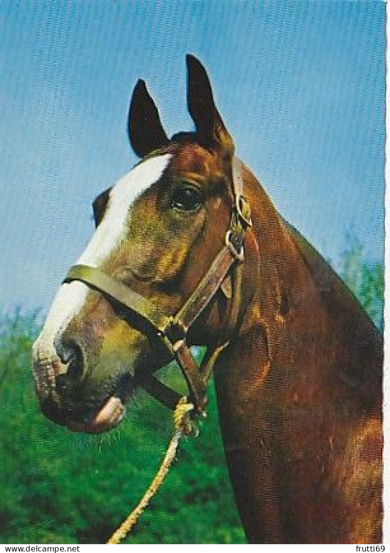 AK 214910 HORSE / PFERD ... - Horses