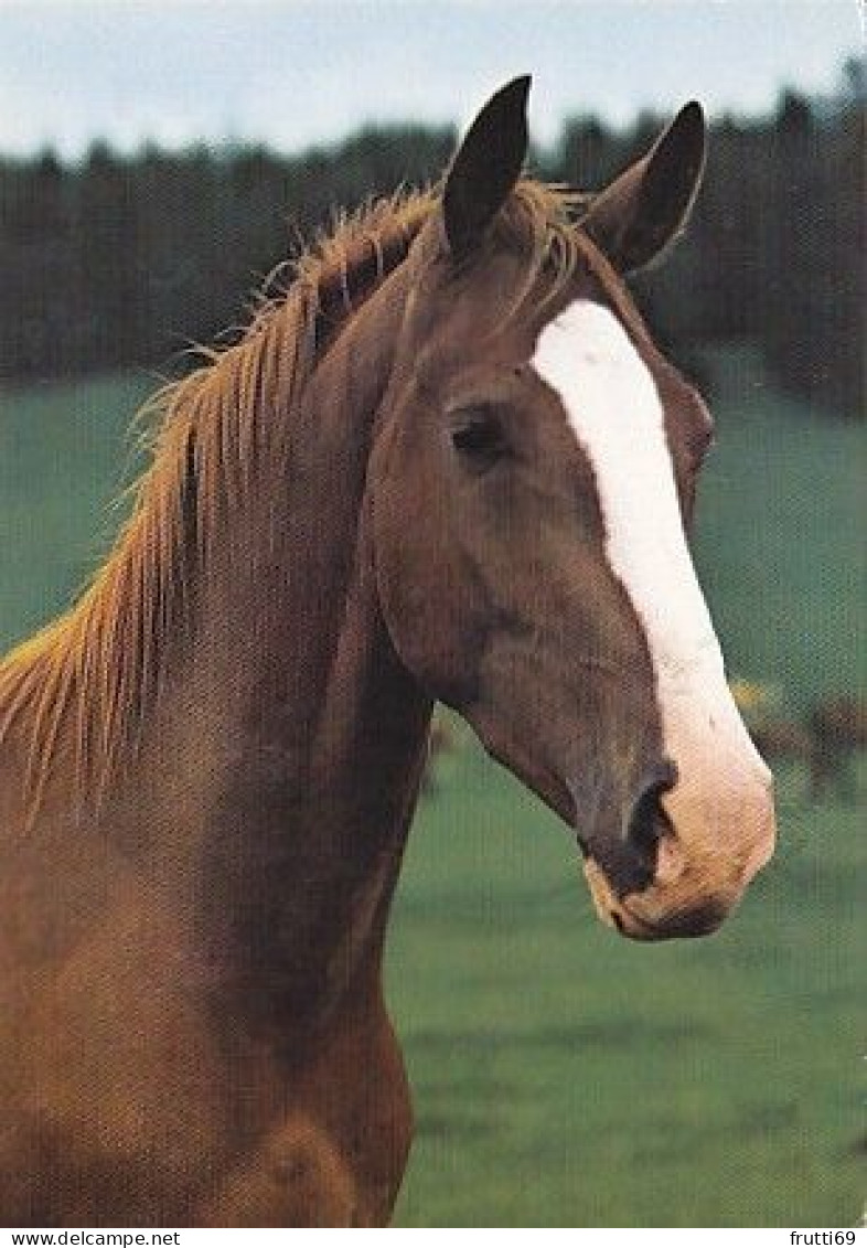 AK 214912 HORSE / PFERD / CHEVAL ... - Horses