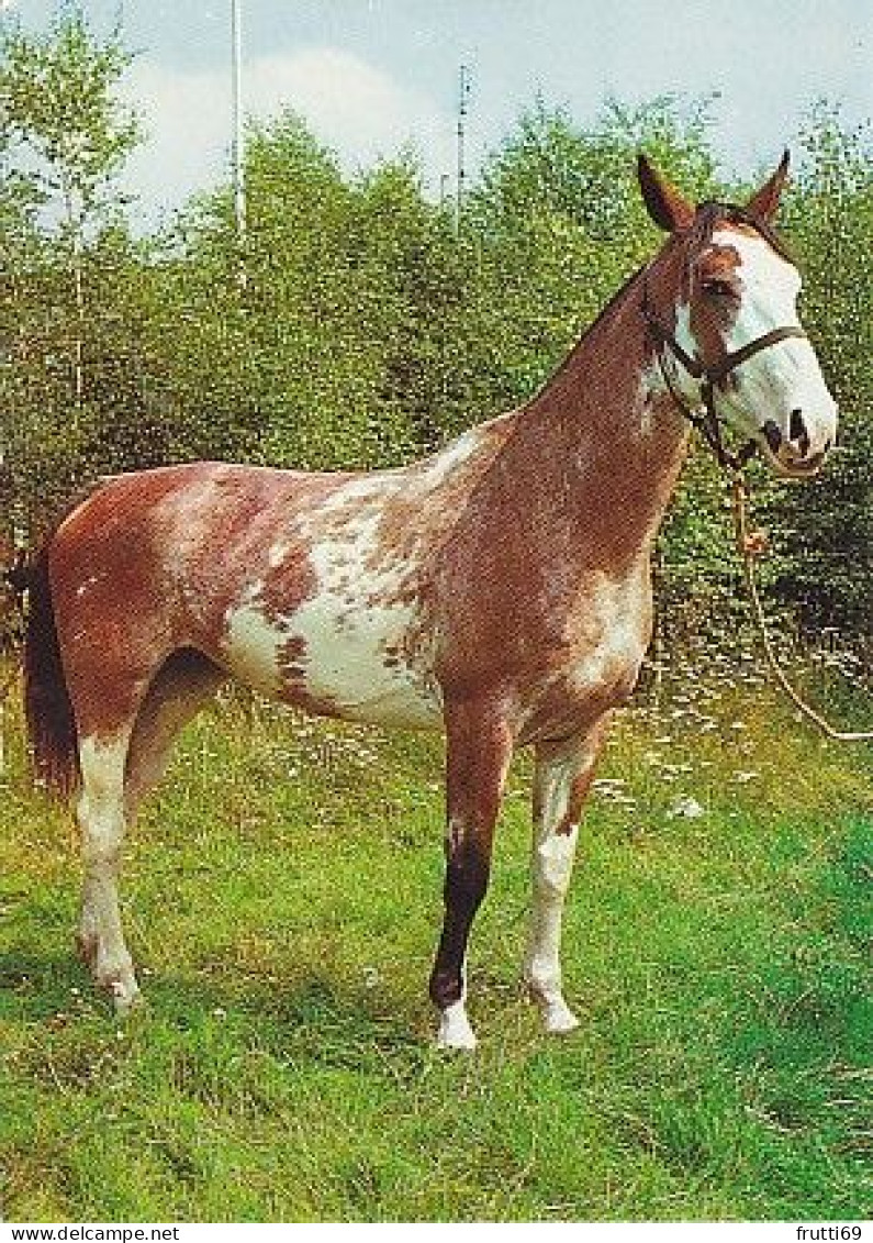 AK 214918 HORSE / PFERD / CHEVAL ... - Pferde