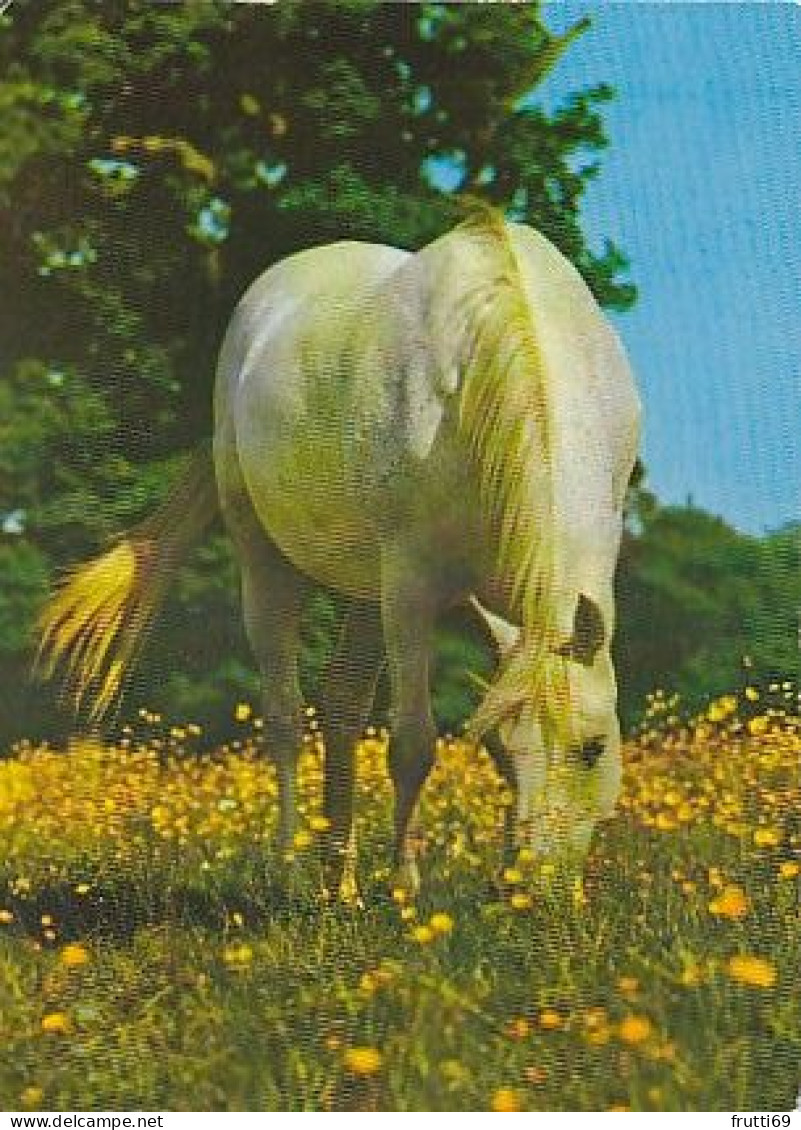 AK 214920 HORSE / PFERD / CHEVAL ... - Horses