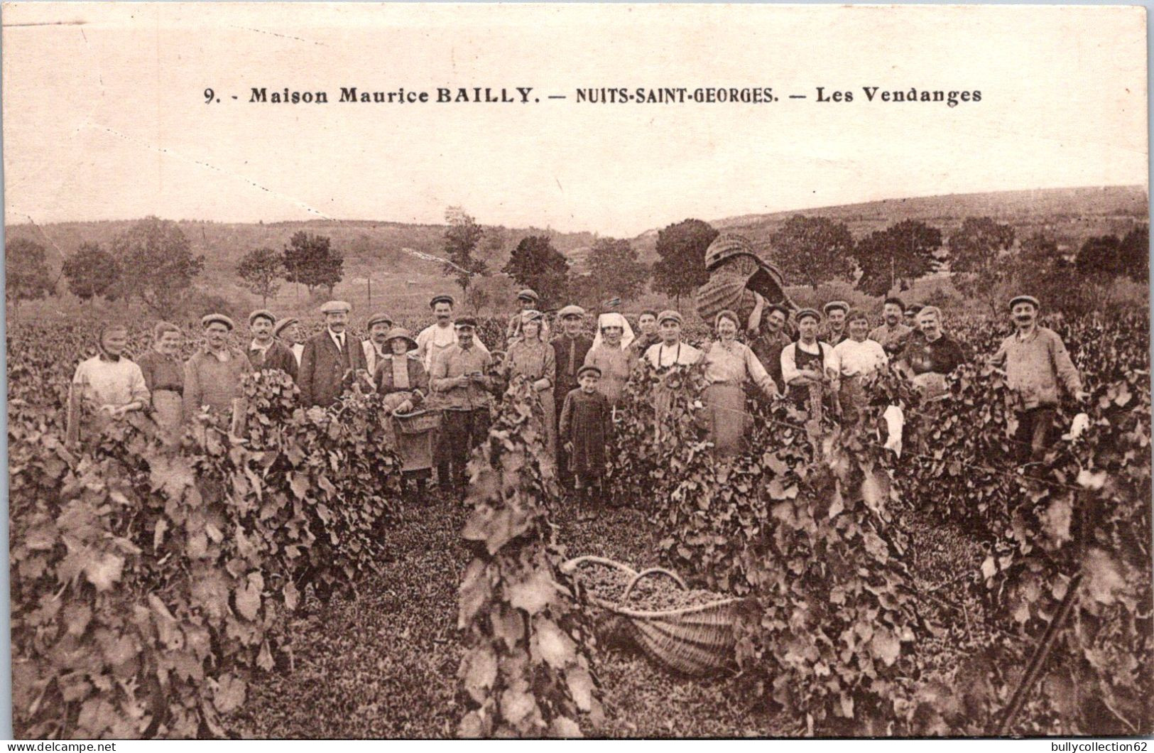 SELECTION -  NUITS SAINT GEORGES  -  Maison Maurice BAILLY - Les Vendanges. - Nuits Saint Georges