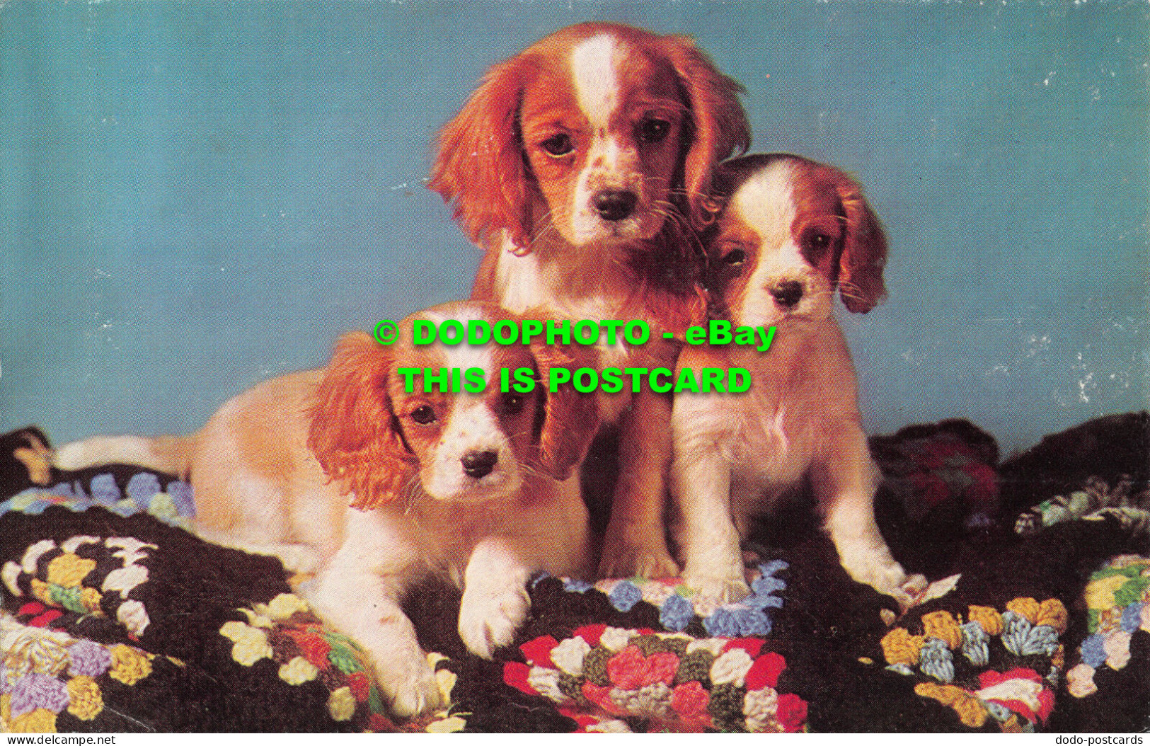 R505511 King Charles Spaniel Puppies. J. Salmon. Cameracolour - Monde