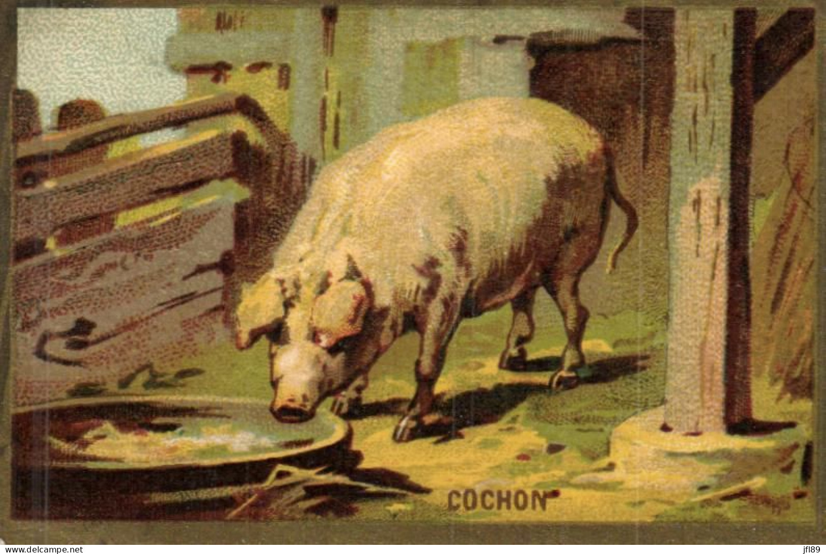 Thème - Animal - Cochon - 7031 - Schweine