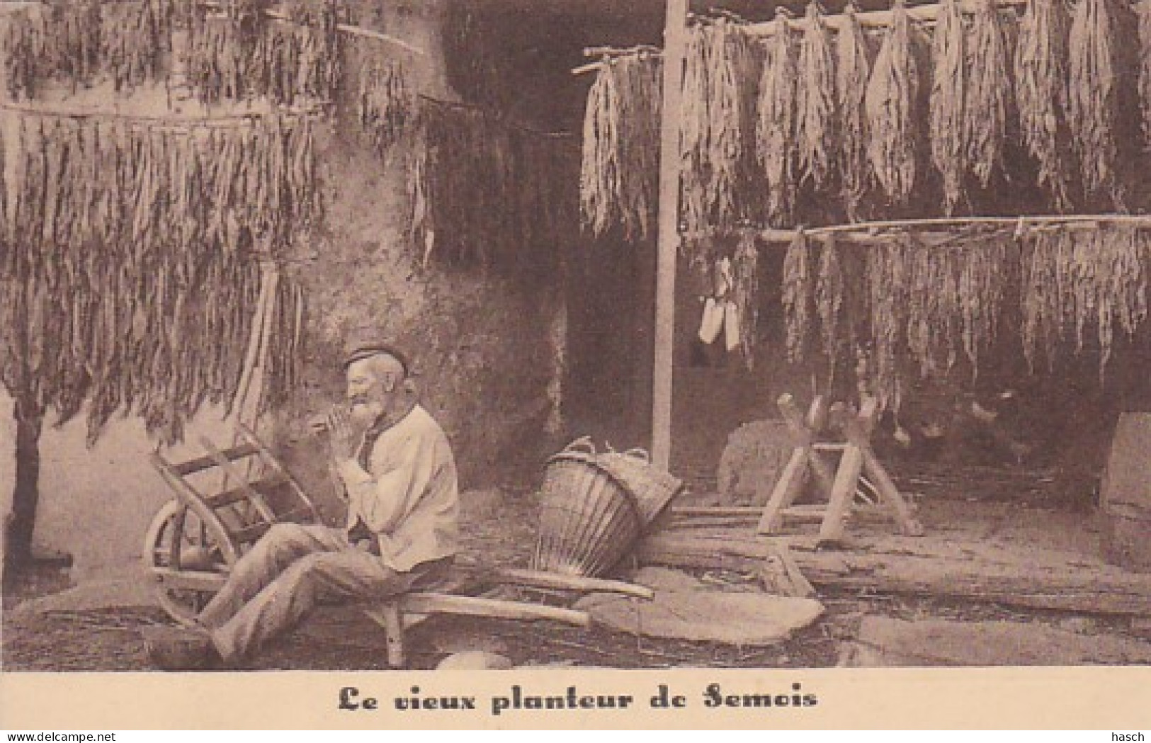 3726	18	Le Vieux Planteur De Semois, DOS NON DIVISE NON VOYAGEE.PUBLICITE DE F.DIDOT TRES BELLE CARTE EN TRES BON ETAT. - Bouillon