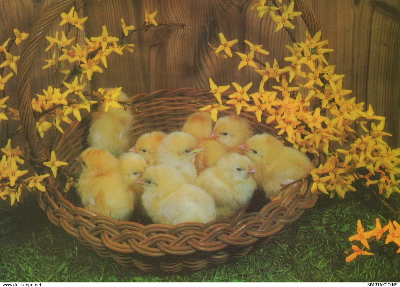 EASTER CHICKEN Vintage Postcard CPSM #PBO946.A - Pasen