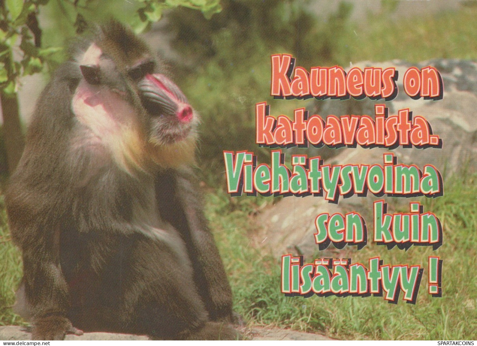 MONO Animales Vintage Tarjeta Postal CPSM #PAN978.A - Monkeys